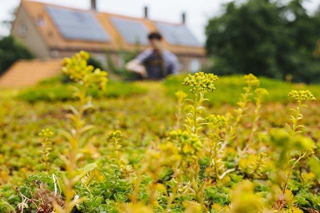 sedum_dak_zonnepanelen_640x427 (5)