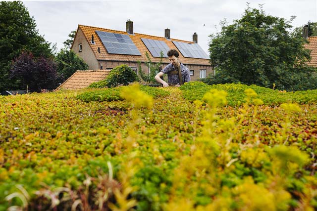 sedum_dak_zonnepanelen_640x427 (3)
