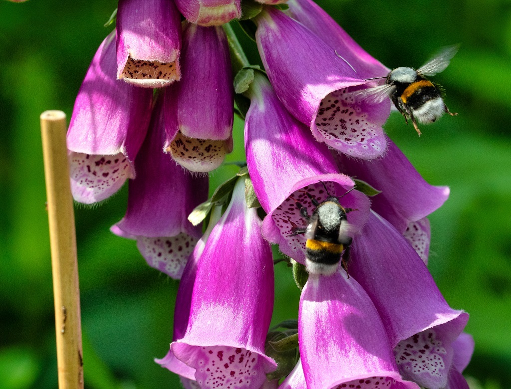 Aardhommel en Vingerhoedskruid 1024x780