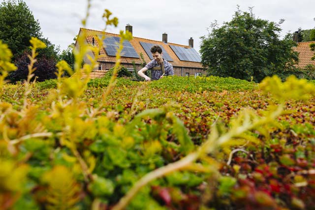sedum_dak_zonnepanelen_640x427 (1)