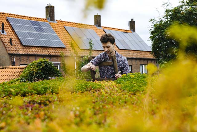sedum_dak_zonnepanelen_640x427 (6)