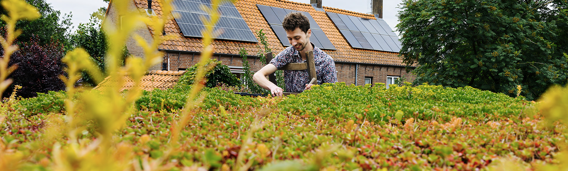 Groen dak frans