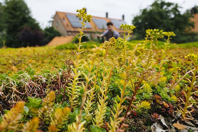 sedum_dak_zonnepanelen_640x427 (4)