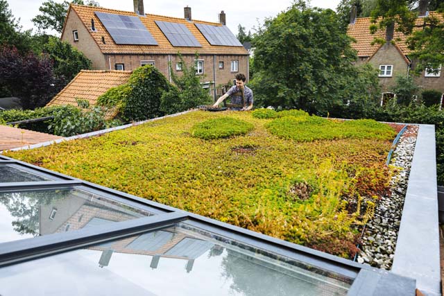 sedum_dak_zonnepanelen_640x427 (2)